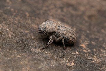 Darkling beetle, Gonocephalum rusticum, Satara, Maharashtra