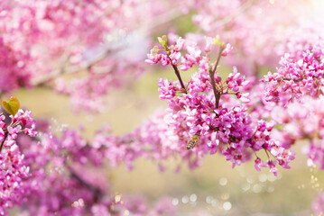 Poster -  Beautiful cherry flowers in a Japanese garden. Sakura flowers. Bees collect pollen and nectar.