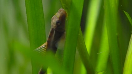 Sticker - Chinese Algae Eater (Gyrinocheilus aymonieri) in fish tank