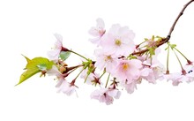 Sakura Flowers, Cherry Blossom Branch, Isolated On White