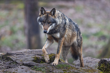 Poster - A grey wolf resting in the forest