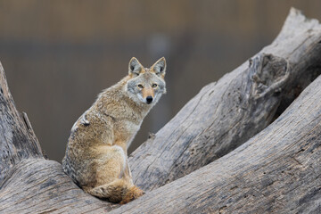 A coyote resting in the forest