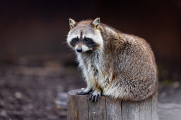 Canvas Print - Portrait of a raccoon in the nature