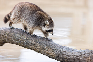 Canvas Print - Portrait of a raccoon in the nature