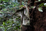 Fototapeta Sawanna - Im Dschungel von Borneo