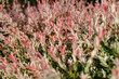 © KIFOR PRODUCTION - Closeup of Flamingo Dappled Willow texture .