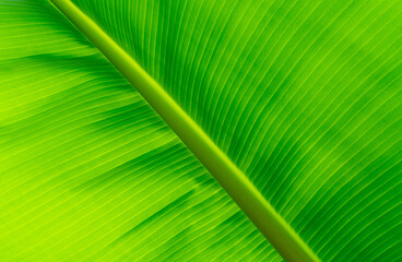Wall Mural - closeup light green banana leaf. green leaf of banana texture background. green organic banana leaf 