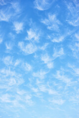 Wall Mural - Spring sky with lots small clouds