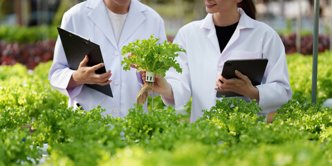 Science team working and researching in hydro and organic farm. Quality check, laboratory greenhouse concept.