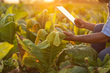 Wall Mural - Farmer working in the tobacco field. Man is examining and using digital tablet to management, planning or analyze on dead tobacco plant after planting. Technology for agriculture Concept