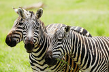 Fototapeta Konie - Zebras in Tsavo East National Park, Kenya, Africa