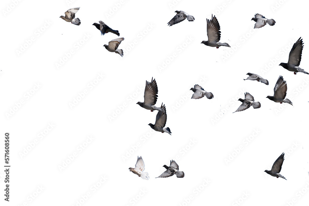flying birds formation of pigeons isolated for backgound Stock Photo ...