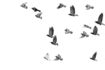 flying birds formation of pigeons isolated for backgound