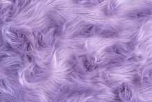 Purple Fur Texture Top View. Purple Or Lilac Sheepskin Background. Fur Pattern. Texture Of Lilac Shaggy Fur. Wool Texture. Sheep Fur Close Up