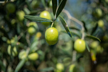 Olive (Olea Europaea) Fruit, Greece