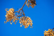 Pflanze, Baum vor blauem Himmel / Mallorca / Spanien