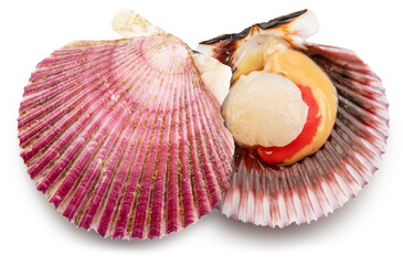 Fresh live opened scallop with scallop roe or coral. File contains clipping path.