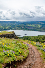 Sticker - Grassy Hillside Springtime Flower Bloom at Coyote Wall Overlooking the Columbia River Gorge in Oregon & Washington