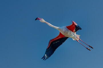 Canvas Print - flamant rose - phoenicopterus roseus