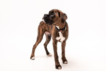A 4 Month Old Pedigree Tan Boxer Dog Puppy Isolated On A White Background