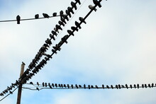 Flock Of Pigeons On Electrical Wire
