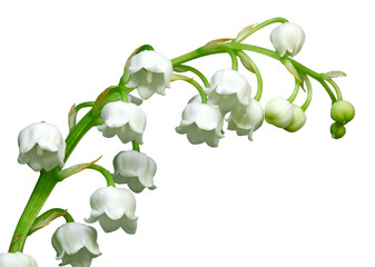 Wall Mural - Brin de muguet