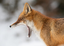 A Yawning Fox Portrait