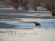 Shepard dog on a frozen lake in winter landscape in morning worm light