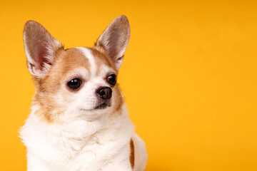 Wall Mural - portrait of a chihuahua dog on a yellow background