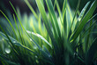 Nachhaltigkeit beginnt in der Natur: Eine Nahaufnahme von Gras und Wiese als ökologischer Fußabdruck - Generative Ai