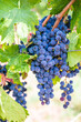 Blue fresh bunch of grapes hang on a vine plant in September before harvest