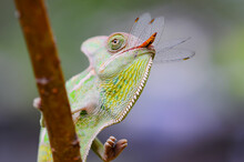 Close-up Of A Chameleon Eating An Insect, Indonesia