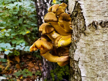 Fungus Armillaria Or Honey Mushrooms Cluster Close-up