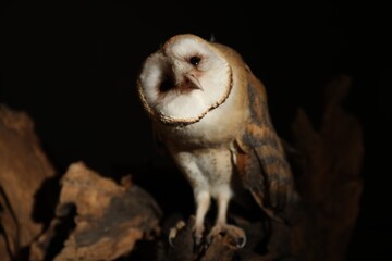 Sticker - Beautiful common barn owl on tree against black background