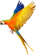 Colorful Catalina parrot flying isolated on transparent background. Vector illustration png file
