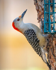 Sticker - Red-Bellied Woodpecker perched