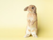 Side view of orange cute baby holland lop rabbit standing on yellow pastel background. Lovely action of young rabbit.