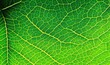 © Senze Media - Green leaf macro, Generative AI