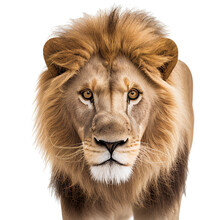 Lion Face Shot Isolated On Transparent Background Cutout