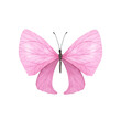 Pink Light butterfly with detailed wings isolated. Watercolor hand drawn realistic insect llustration for design