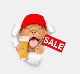 Poster - Happy Mastiff puppy wearing red cap looking through the hole in white paper and holds glass of beer  shows signboard with labeled 