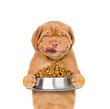 Licking Mastiff puppy holding bowl of dry dog food. isolated on white background