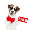 Jack russel terrier puppy wearing sunglasses holds the red heart and shows signboard with labeled 