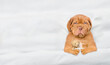 Unhappy Mastiff puppy sleeps under white blanket on a bed at home and hugs favorite toy bear. Top down view. Empty space for text