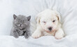 Tiny Bichon Frise puppy and tiny kitten sleep together under  white blanket on a bed at home. Top down view