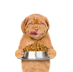 Poster - Licking Mastiff puppy holding bowl of dry dog food. isolated on white background