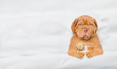 Aufkleber - Unhappy Mastiff puppy sleeps under white blanket on a bed at home and hugs favorite toy bear. Top down view. Empty space for text