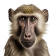 baboon monkey face shot isolated on transparent background cutout