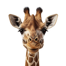 Giraffe Face Shot Isolated On Transparent Background Cutout