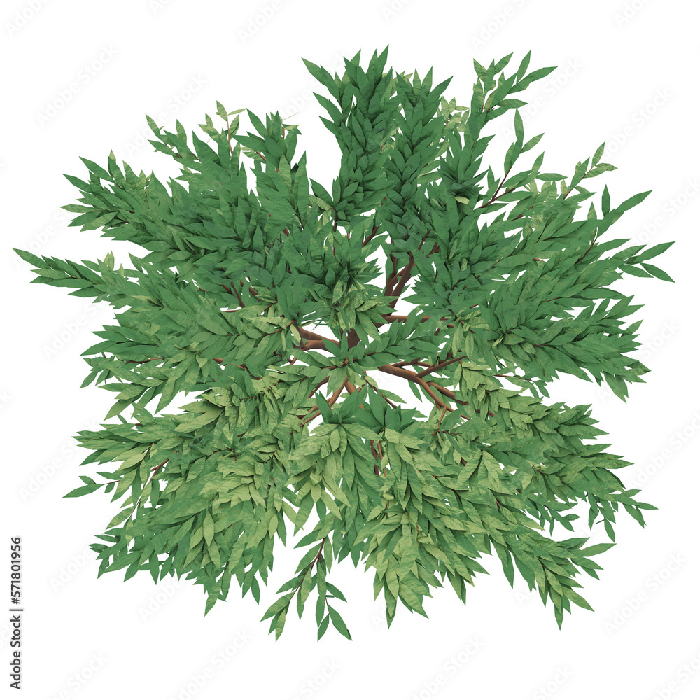 tree, top view for environment landscape project design